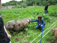 Pigs 23 May 090001.JPG